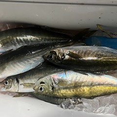 3月 8日（土）午後便・アジ釣りの写真その8