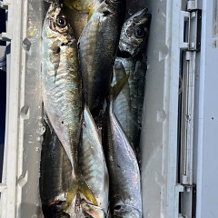 4月 5日（土）午前、午後・アジ釣りの写真その6