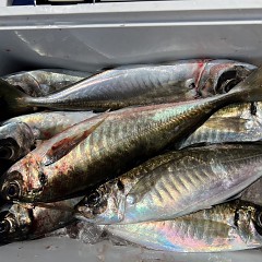 4月 5日（土）午前、午後・アジ釣りの写真その7
