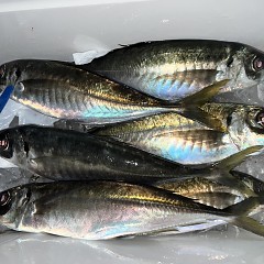 4月 5日（土）午前、午後・アジ釣りの写真その8