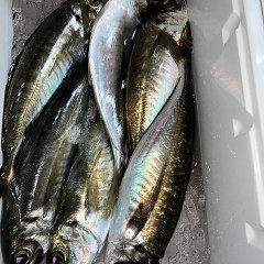 4月 5日（土）午前、午後・アジ釣りの写真その9