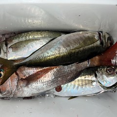 4月 5日（土）午前、午後・アジ釣りの写真その10