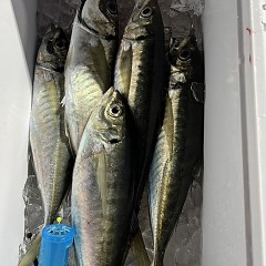 4月 5日（土）午前、午後・アジ釣りの写真その11