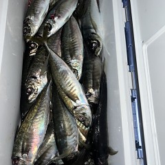 4月 6日（日）午後便・アジ釣りの写真その8