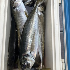 4月 6日（日）午後便・アジ釣りの写真その10