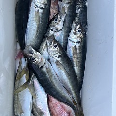 4月 6日（日）午後便・アジ釣りの写真その11