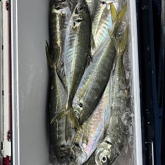 4月 6日（日）午後便・アジ釣りの写真その12