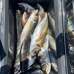 4月 12日（土）午前便・アジ釣りの写真その7