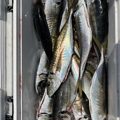 4月 12日（土）午前便・アジ釣りの写真その8