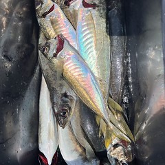 4月 12日（土）午前便・アジ釣りの写真その9