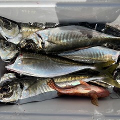 4月 12日（土）午前便・アジ釣りの写真その10