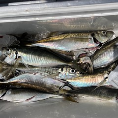 4月 12日（土）午前便・アジ釣りの写真その11