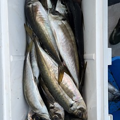 4月 26日（土）午前、午後・アジ釣りの写真その9