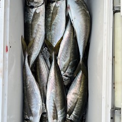 4月 26日（土）午前、午後・アジ釣りの写真その11