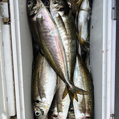 4月 26日（土）午前、午後・アジ釣りの写真その12