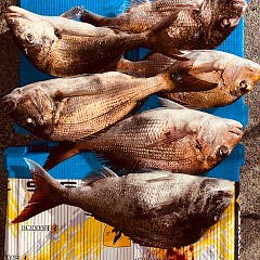 4月26日（土）午後便・ウタセマダイ釣りの写真その3