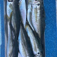 4月 27日（日）午前便・アジ釣りの写真その8