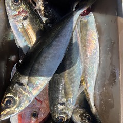4月 27日（日）午前便・アジ釣りの写真その9