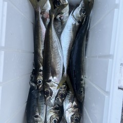 4月 27日（日）午後便・アジ釣りの写真その6