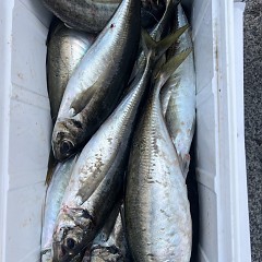 4月 27日（日）午後便・アジ釣りの写真その7