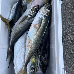 4月 27日（日）午後便・アジ釣りの写真その9