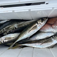4月 27日（日）午後便・アジ釣りの写真その11