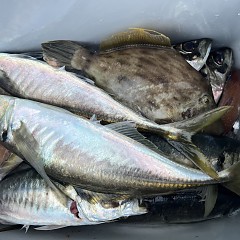 4月 27日（日）午後便・アジ釣りの写真その12