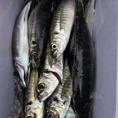 4月 28日（火）午前、午後・アジ釣りの写真その7