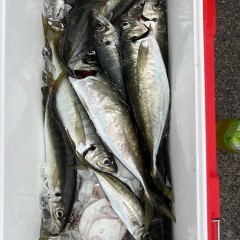 4月 28日（火）午前、午後・アジ釣りの写真その8