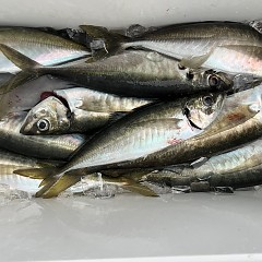 4月 28日（火）午前、午後・アジ釣りの写真その9