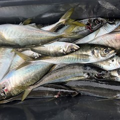 4月 28日（火）午前、午後・アジ釣りの写真その10