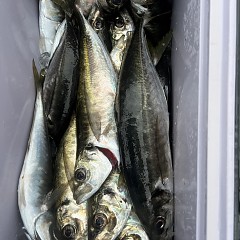 4月 28日（火）午前、午後・アジ釣りの写真その11