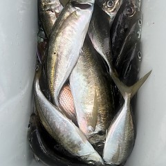 4月 28日（火）午前、午後・アジ釣りの写真その12