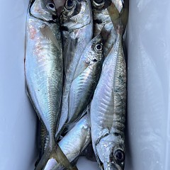 4月 30日（水）午前便・アジ釣りの写真その6