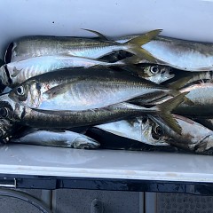 4月 30日（水）午後便・アジ釣りの写真その8