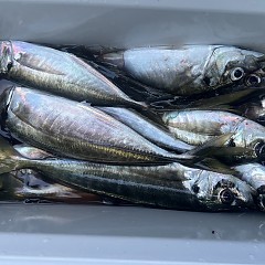 4月 30日（水）午後便・アジ釣りの写真その9