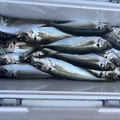 4月 30日（水）午後便・アジ釣りの写真その10