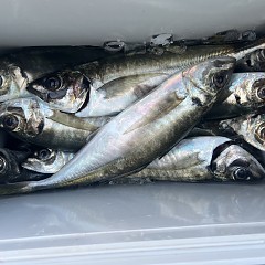 4月 30日（水）午後便・アジ釣りの写真その11