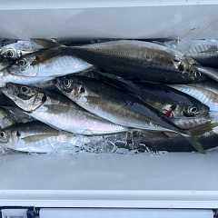 4月 30日（水）午後便・アジ釣りの写真その12