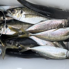 5月 1日（木）午後便・アジ釣りの写真その6