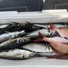 5月 1日（木）午後便・アジ釣りの写真その7