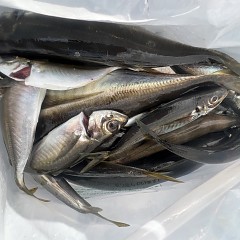 5月 1日（木）午後便・アジ釣りの写真その8