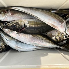 5月 1日（木）午後便・アジ釣りの写真その9