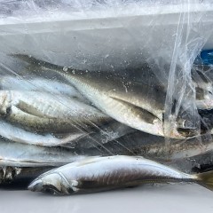 5月 1日（木）午後便・アジ釣りの写真その10