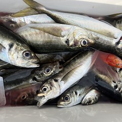 5月 1日（木）午後便・アジ釣りの写真その11