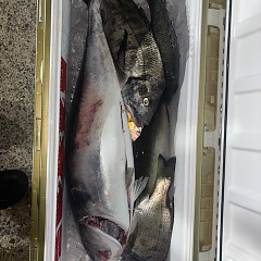 5月1日（木）午後便・ウタセマダイ釣りの写真その4