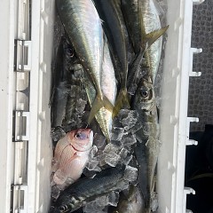 5月 3日（土）午前、午後・アジ釣りの写真その4