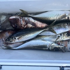 5月 3日（土）午前、午後・アジ釣りの写真その5