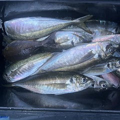 5月 3日（土）午前、午後・アジ釣りの写真その6