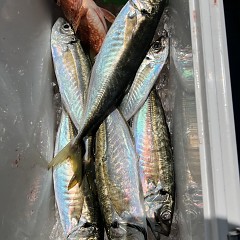 5月 3日（土）午前、午後・アジ釣りの写真その7